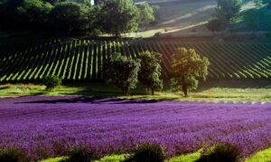 Domaine de Perches - Lavanda